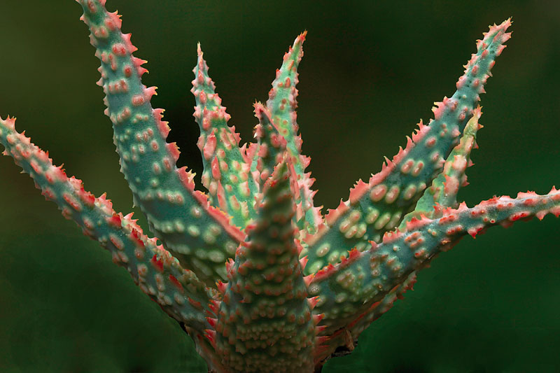 Aloe cv Debra Zimmerman
